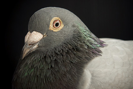 美极了的飞速鸽子二号头部镜头鸽子毛皮飞行羽毛野生动物岩石缺口账单身体灰色图片