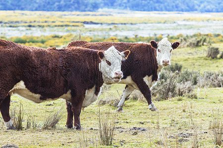 新新西兰农场的牛牛图片