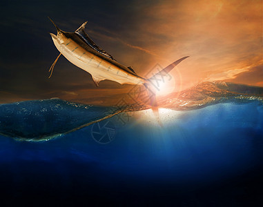 飞越蓝海海洋用于海洋生物和 beau的旗鱼图片