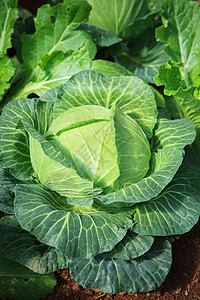 在有机蔬菜计划内 特写绿色新鲜菜菜叶图片