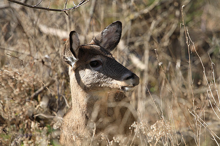 白尾鹿尾巴野生动物公园季节哺乳动物森林鹿角斑点耳朵荒野背景图片