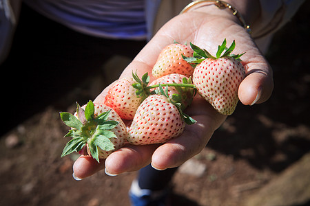 妇女手中的青春新草莓背景图片