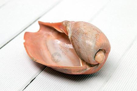 共生贝壳螺旋情调盐水木头扇贝蜗牛白色动物宏观野生动物图片