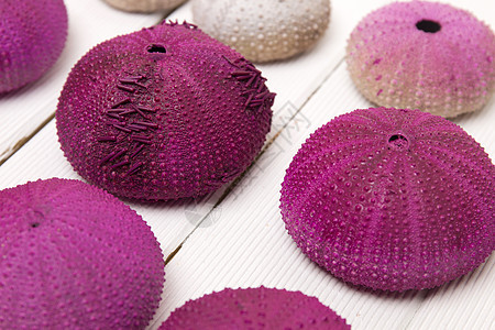 白色的海胆海滩贝类紫色贝壳木头异国海洋情调工作室图片