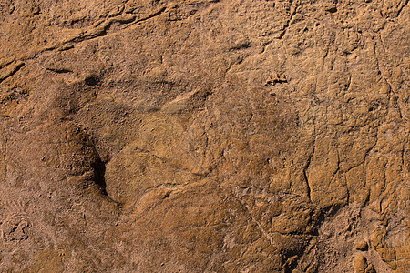 石块上的恐龙足迹模具烙印印象科学脚步动物踪迹祖先古生物学灭绝图片