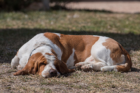 白色和棕色贝塞狗闲暇公园休息哺乳动物朋友动物犬类宠物耳朵睡觉图片