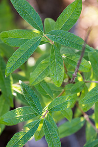 Aloysiasia 柑橘厂衬套树叶植物学味道叶子香味芳香灌木厌恶症香茅图片