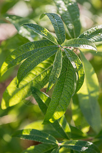 Aloysiasia 柑橘厂叶子衬套枝条香气植物树叶香味灌木植物学芳香图片