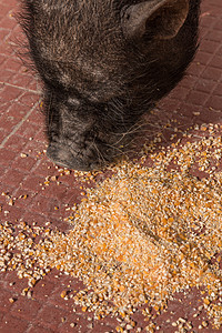 食吃越南猪肉黑色玉米动物哺乳动物农场小猪公猪宠物食物家畜图片