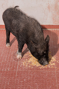 食吃越南猪肉食物黑色农场哺乳动物玉米小猪宠物动物公猪家畜图片