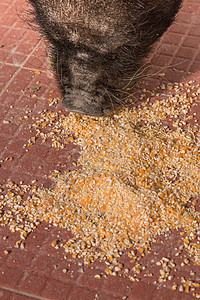 食吃越南猪肉小猪宠物农场家畜动物黑色玉米公猪哺乳动物食物图片