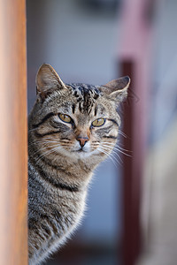 普通家居猫投标毛皮羊毛眼睛注意力头发宠物猫科灰色条纹图片