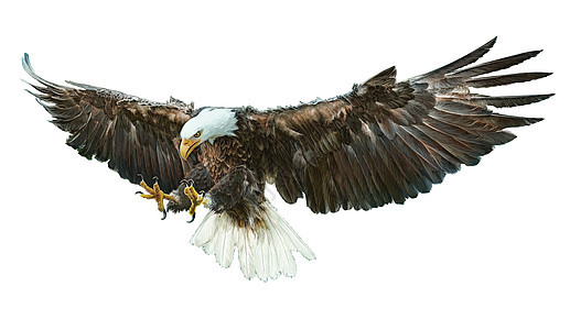 秃鹰的翅膀俯视着白色矢量图片