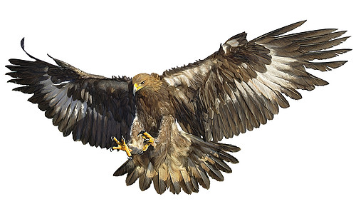 金鹰着陆绘制白色矢量羽毛猎人捕食者动物攻击野生动物飞行绘画翅膀图片