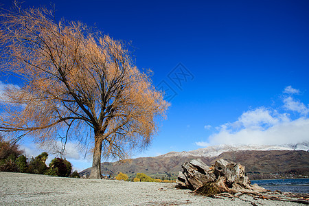 南岛新西兰州瓦那卡湖美丽的景观i植物游客土地旅游季节蓝色蓝天天空图片