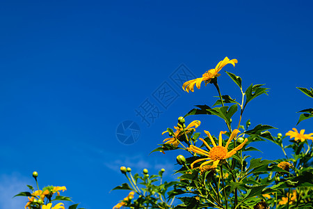 墨西哥向日葵场地黄色植物群树木绿色蓝色植物天空美丽旅行图片