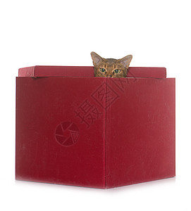 演播室里的阿比西尼猫工艺棕色盒子深渊宠物肉桂短发成人动物工作室图片