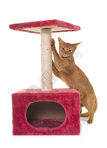 Abyssinian 猫和抓抓柱子宠物玩具动物棕色指甲工作室短发成人肉桂配饰图片