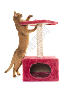Abyssinian 猫和抓抓柱子宠物成人深渊棕色指甲工作室配饰玩具短发肉桂图片