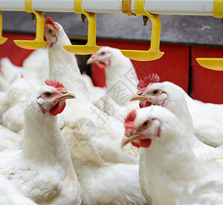 白鸡农场白色鸡舍健康农业家畜商业家禽团体母鸡公鸡图片