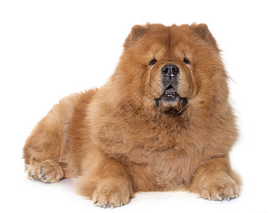 饼干条狗毛皮宠物工作室成人动物长发棕色图片
