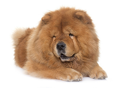 饼干条狗宠物长发毛皮成人工作室动物狮子棕色图片