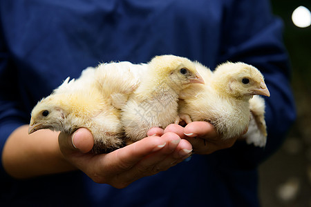 鸡肉养鸡场商业鸟类生长农场乡村公鸡家畜食物鸡舍婴儿图片