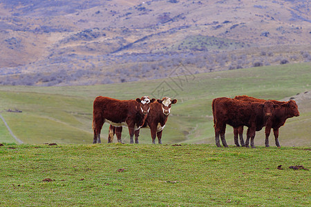新西兰新泽西州南部岛屿南岛农村农场牲畜牛居住手表场地奶制品棕色牧场奶牛田园绿色库存图片