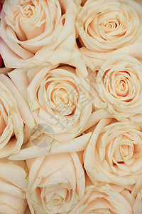 结婚玫瑰花新娘装饰品花瓣婚姻玫瑰花束婚礼团体花朵鲜花背景图片