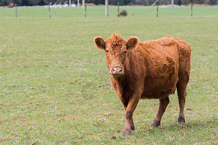 新新西兰牲畜牛 站在畜牧田野外观看身体手表牧场农场奶牛农业孩子场地毛皮农田图片