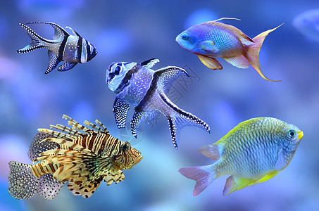 珊瑚礁鱼类水族馆动物蓝色海洋图片