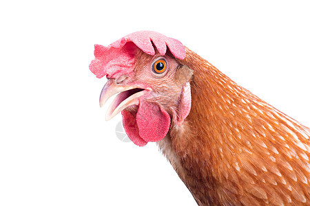 美女棕褐母鸡的相近侧视线隔离动物群宠物公鸡居住小鸡皮肤家禽乡村红色白色图片