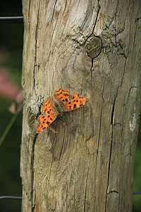 逗号蝴蝶专辑木头翅膀阳光昆虫橙子情调异国动物图片