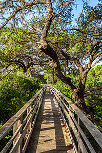 大自然中间的木林桥植物人行道树叶池塘公园森林旅行木头小路乡村图片