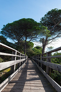 大自然中间的木林桥树叶小路木头公园荒野乡村植物池塘旅行森林图片