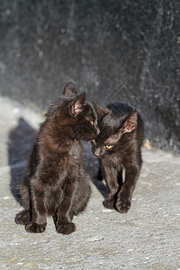 两只黑小黑猫动物尾巴爪子兽医小猫宠物猫咪耳朵乐趣哺乳动物图片