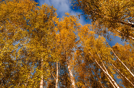 在秋天的森林里环境绿色季节性季节树叶植物公园天气叶子黄色图片