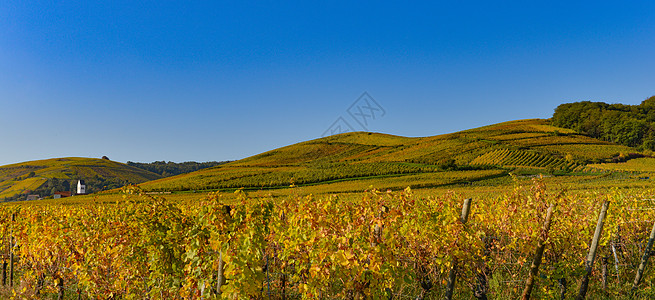 法国阿尔萨斯葡萄庄园Wine Road森林场地全景国家草本植物生长街道藤蔓农业飞鸟图片