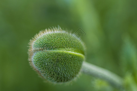 刺青绿芽草本植物杂草荒野植物群叶子多刺绿色草本宏观图片