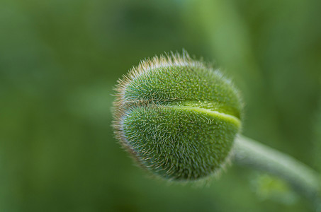 刺青绿芽草本植物草本绿色荒野叶子多刺植物群宏观杂草图片