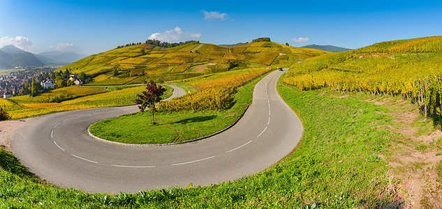 法国阿尔萨斯葡萄庄园Wine Road全景葡萄园爬坡国家城市藤蔓生长行政区飞鸟草本植物图片