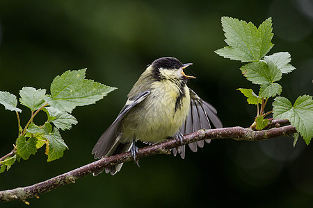 少年大提特Parus Major大鸟翅膀黑色树叶花园野生动物荒野山雀黄色图片