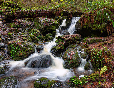 雨林中的小瀑布树木绿色公园鳟鱼风景栖息地植物暴跌环境森林图片