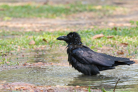 野外洗乌鸦的自然场景身体动物生活季节荒野掠夺孤独羽毛野生动物账单图片