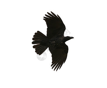黑鸟乌鸦在中空中飞翔 在翅膀下方的风花下展示详细细节尾巴动物账单野生动物飞行漂浮身体羽毛空气黑色图片
