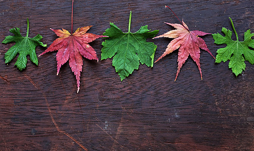 感恩节背景 含多彩的绿叶枫叶叶子季节性落叶季节黄色墙纸红色绿色棕色图片
