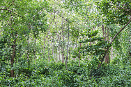 泰国热带雨林雨林丛林射线树干森林木头季节植物热带叶子荒野植物群图片