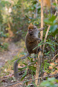 东部小竹狐猴原始人灵长类头盔蝠鲼丛林公园眼睛木头森林毛皮图片