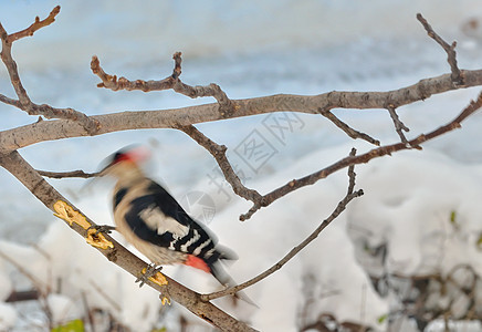 大斑点木鸟黑色翅膀红色羽毛男性尾巴白色森林木头荒野图片