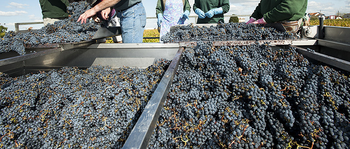 葡萄收获 红湾 波尔多葡萄园季节男人酿酒师葡萄园水果浆果国家生长蓝色农业图片